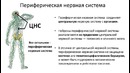 Биология – Нервная система – спинной мозг (8 класс) – подготовка к ЕГЭ и ОГЭ