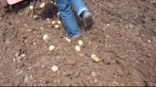 Картошка копатель