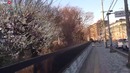 Марико просится в Россию. Посылка маме из Японии. Странная церковь