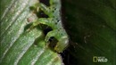 Хищная гусеница