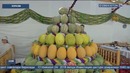 Xorazmda shirin-shakar qovun sayli