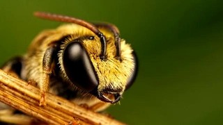 Почему пчела умирает после того как ужалит