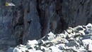 Nat Geo Wild: Малыши – экстремалы. Бесстрашные (1080р)