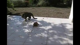 Сумасшедшая черепаха