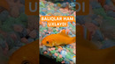 Baliqlar ham uxlaydi #baliq #uyqu