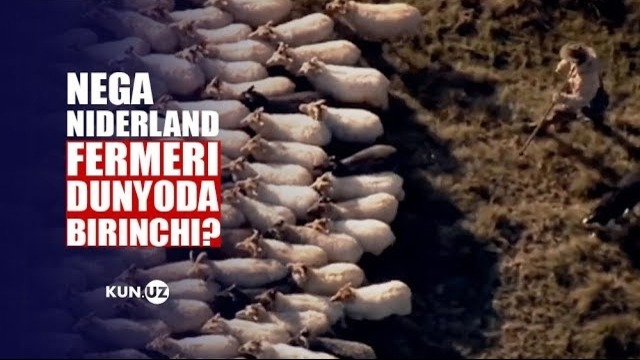 Faqat ozod fermer oʻz ustida ishlaydi” – niderlandiyalik mutaxassis