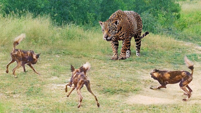 Этот Леопард Был Обречен. Хищники, которые Явно Ошиблись с Жертвой