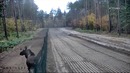 Рогатый нелегал. Лось пересёк границу Белоруссии и Литвы
