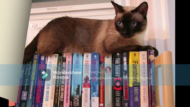 Коты ученые