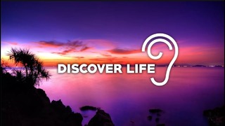 Uppermost – Discover Life