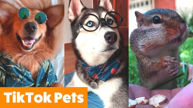 Cutest TikTok Animals To Make You Smile | Funny Pet Videos