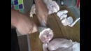 Разделка курицы