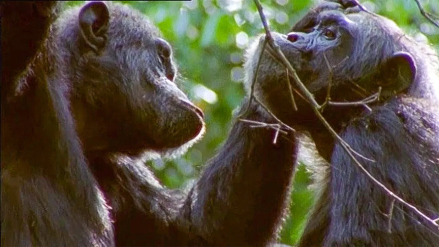 Chimpanzee Gets A Hair Cut | Walk On The Wild Side | Funny Talking Animals | BBC Earth