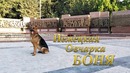 Каникулы немецкой овчарки