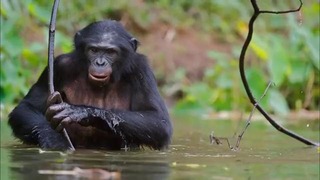 Интересное об обезьянах факты