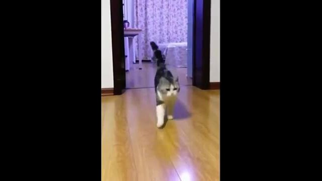 Как смутить кошку