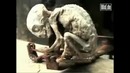 Странное Существо из Мексики