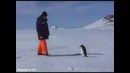 Penguin Vs Man