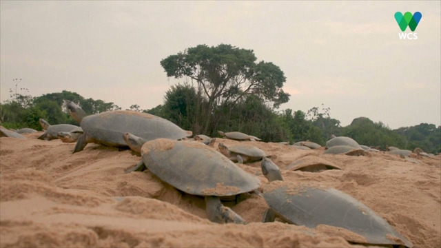 Сотни тысяч речных черепах вылупились в Бразилии