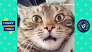 Try not to laugh – cute funny animals alert