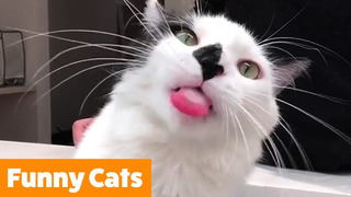 Cute Silly Cats | Funny Pet Videos