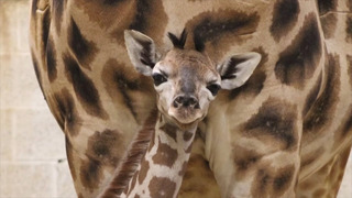 Рождение редкого жирафа Ротшильда приветствуют в зоопарке в Бельгии