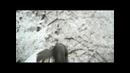 Park Hyo Shin – Scattered Days