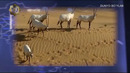 Globus ko’rsatuvi (Birlashgan arab amirliklari)