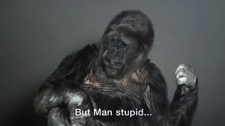 Умерла самая известная "говорящая" горилла Коко
