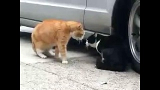 2 кота выясняют отношения