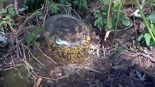 Пчелиное гнездо в ловушке