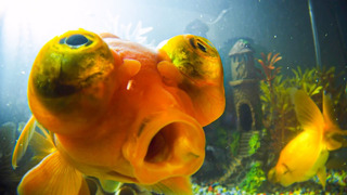 How Do Goldfish Flirt? | Pets: Wild At Heart | BBC Earth
