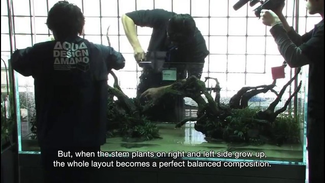 Takashi Amano layout seminar a 180cm aquarium tank