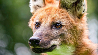 Wild Dog’s Unlikely Friendship | Dogs In The Wild: Meet The Family | BBC Earth