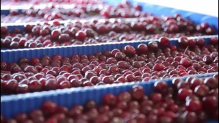 Marwin Brands переработка фруктов, производство фруктовых паст и пюре