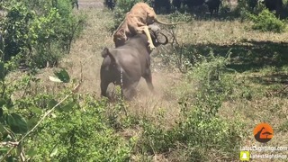 Видео: Хищникам тоже порой выпадает роль жертвы — буйвол атаковал спящую львицу