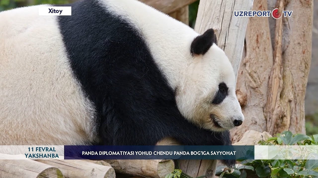 Panda diplomatiyasi yoxud Chendu panda bog‘iga sayohat