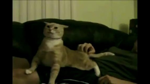 Кот мистер Тро-Ло-Ло