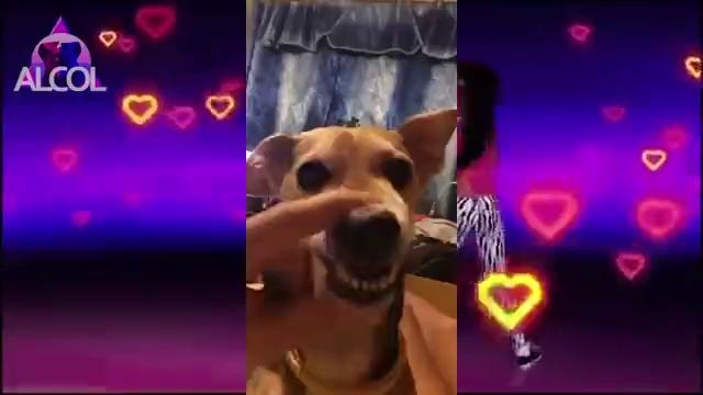 La la dog compilation