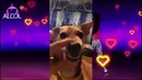 La la dog compilation