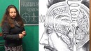 Шишковидная железа в процессе самоисцеления
