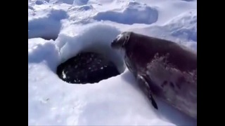 Тюлень мира)
