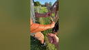 Acts of kindness: Helping a Doe in need