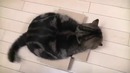 Кот и маленькие коробки