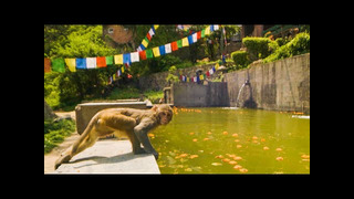 Monkeys DIVE Into Pool For Fun | Primates | BBC Earth