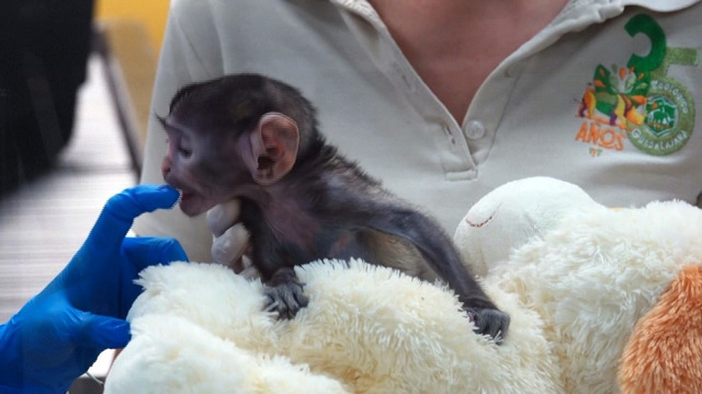 Плюшевый мишка вместо мамы: детёныш обезьяны привязался к игрушке