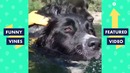TRY NOT TO LAUGH – Funny Animals Compilation. Cute Dog Videos