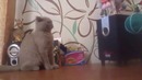Кот и сабвуфер