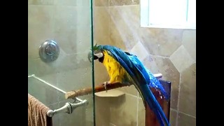 Ара принимает душ! =)