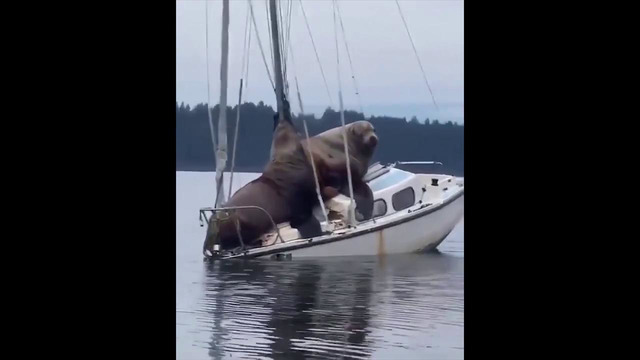 Unusual Memes Compilation v67